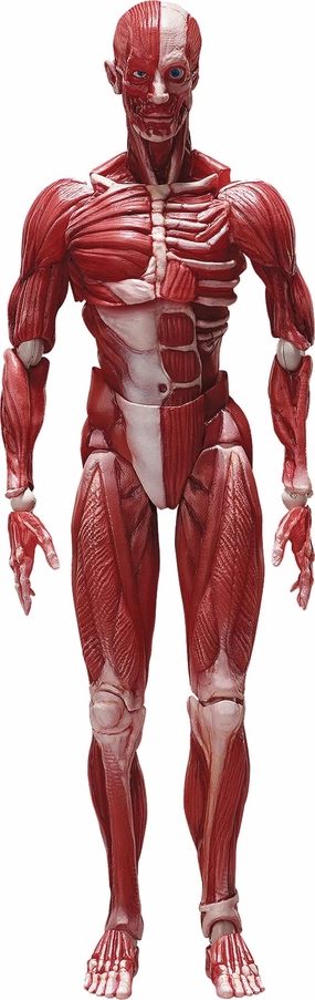"The Table Museum" figma#SP-142 Human Anatomical Model Movie Collection